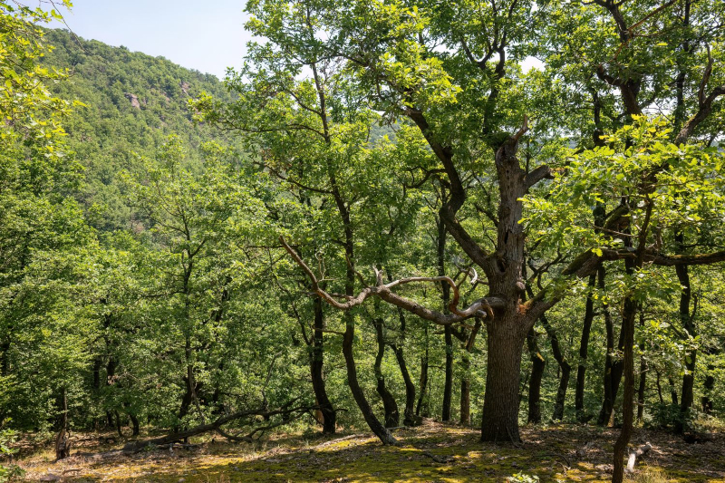 Jakab-hegy_szentelyerdo_Foto_Boromisza_Zsombor. HOL Magazin 2026.